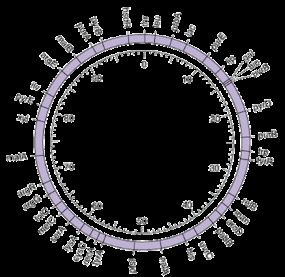 Circular chromosome with origin of replication
