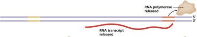 Transcription termination diagram