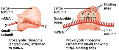 Prokaryotic ribosome binding sites