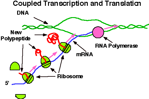 Polyribosome translating mRNA