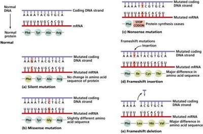 Types and effects of mutations
