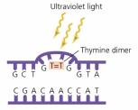 UV-induced thymine dimer formation