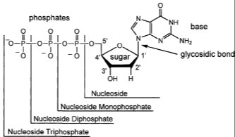 Nucleotide structure diagram