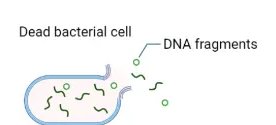 Bacterial transformation: uptake of DNA fragments (duplicate)