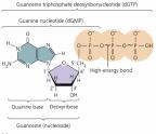 Guanine nucleotide triphosphate structure