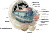 Eukaryotic cell with labeled organelles