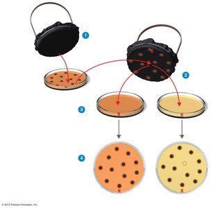 Transduction by a bacteriophage