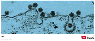 Entry of togavirus by receptor-mediated endocytosis