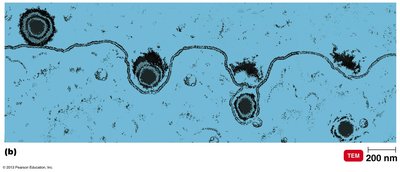 Entry of herpesvirus by fusion