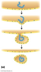 Budding of an enveloped virus