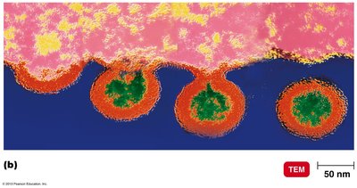 Budding of an enveloped virus, Lentivirus