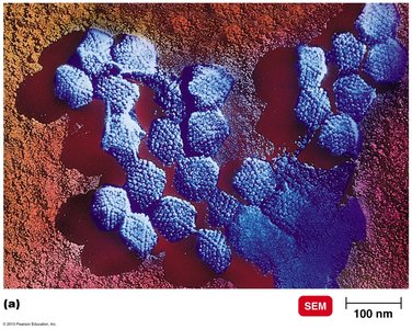 DNA-containing animal viruses, Mastadenovirus