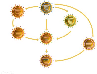 Model for antigenic shift in influenza virus