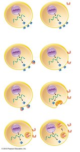 How a protein can be infectious