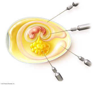 Inoculation of an embryonated egg