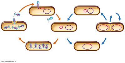 The lysogenic cycle of bacteriophage λ in E. coli