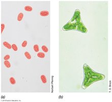 Simple and differential staining examples