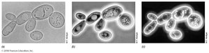Phase-contrast and dark-field microscopy images