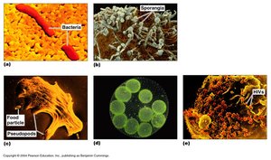 Examples of different microbes: bacteria, fungus, protozoan, algae, virus
