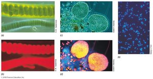 Fluorescence microscopy examples