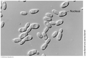 DIC microscopy image
