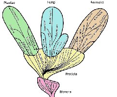 Whittaker Tree of Life