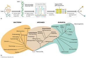 Woese's Three Domains Tree of Life