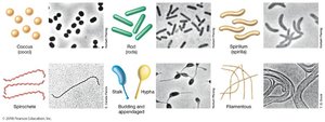 Bacterial diversity