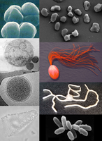 Archaeal diversity and environments