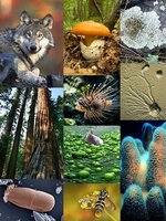 Eukaryotic diversity
