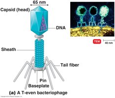 Bacteriophage structure