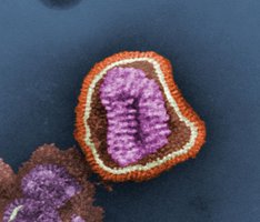 Virus structure