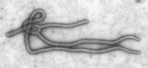 Virus structure