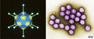 Virus structure