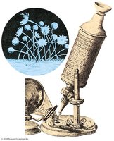 Historical microscope and early drawings