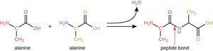 Peptide bond formation between amino acids