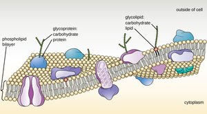 Phospholipid bilayer in cell membrane