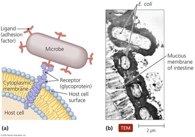 Diagram of microbe adhesion to host cell and TEM of E. coli on mucous membrane