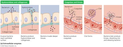 Mechanisms of extracellular enzymes in tissue invasion