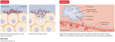 Exotoxin and endotoxin mechanisms