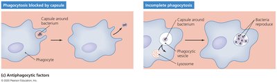 Mechanisms of antiphagocytic factors