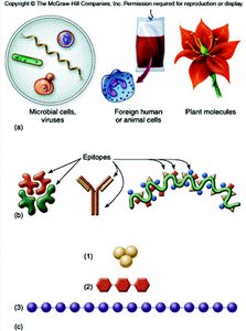Examples of antigens and epitopes