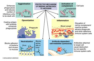 Consequences of antigen-antibody binding (ADCC and complement)