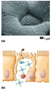 M cells and antigen presentation in Peyer's patches