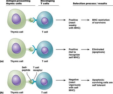 T cell selection in the thymus