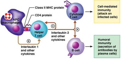 Helper T cell and cytotoxic T cell functions