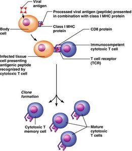 CTL-induced apoptosis of infected cells