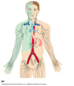 Lymphatic system in the human body