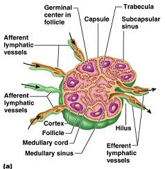 Structure of a lymph node