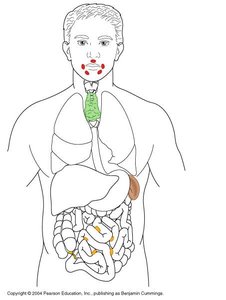 Spleen anatomy and blood supply